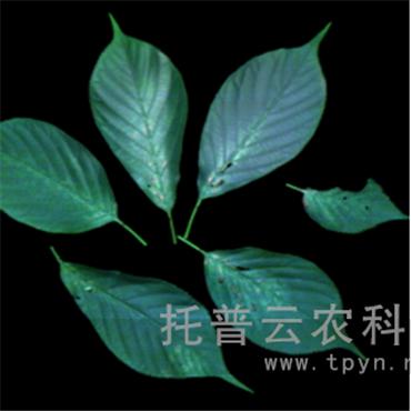 高光谱植物数字表型采集分析系统